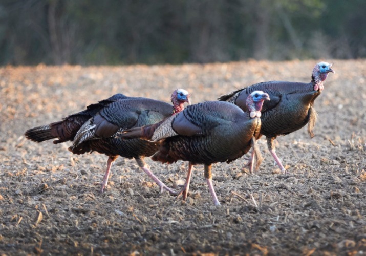 Hunting Fall Turkey